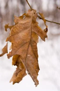 Dead leaf on a branch Stock Photos
