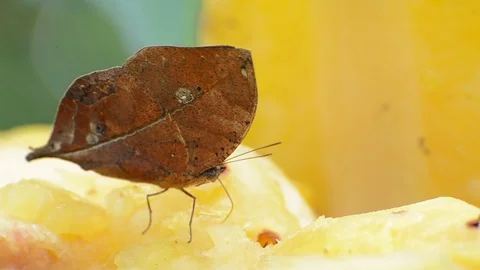Dead leaf butterfly Stock Footage 77260312