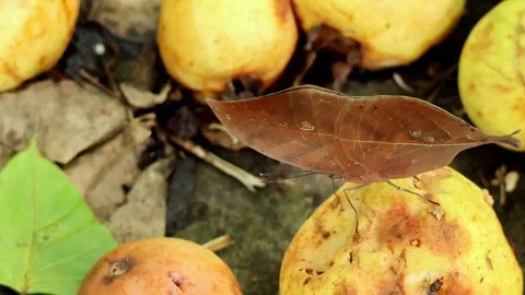 Dead Leaf Butterfly Kallima Inachus Feeding On Fallen Guava In Monsoon Stock Footage 329682958