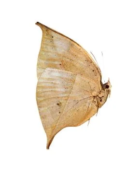 Dead leaf butterfly Foto stock