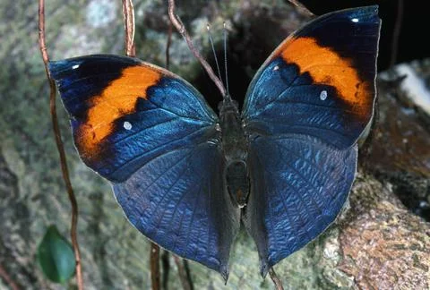Dead Leaf Butterfly Stock Photos