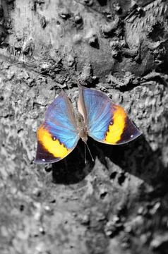 Dead leaf butterfly on a tree trunk in black and white background Stock Photos
