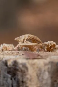 Dead leaf closeup on tree stump Stock Photos
