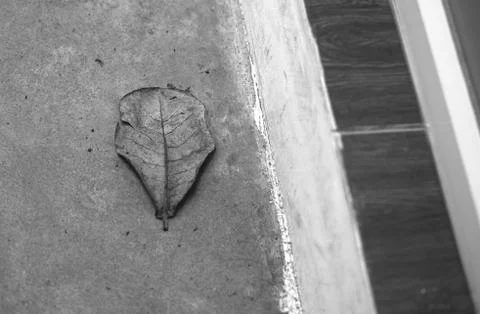 DEAD LEAF ON CONCRETE GROUND Stock Photos