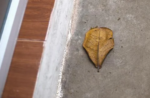 DEAD LEAF ON CONCRETE GROUND Stock Photos