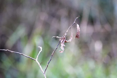 Dead leaf on dead branch Stock Photos