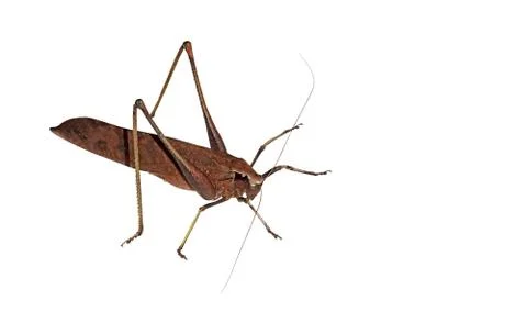 Dead Leaf Grasshopper Isolated on White Background, Clipping Path Stock Photos