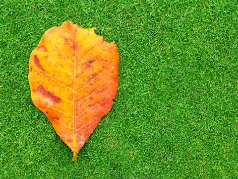 Dead leaf on green grass 写真素材