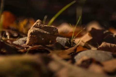 Dead Leaf on the Ground Foto stock