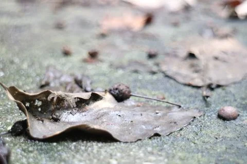 Dead Leaf on the Ground Stock Photos