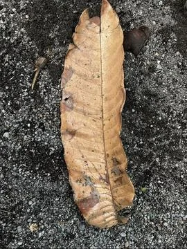 Dead Leaf on the Ground Stock Photos