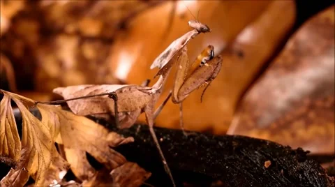 Dead-leaf mantis attacking cockroach Stock Footage 64827701
