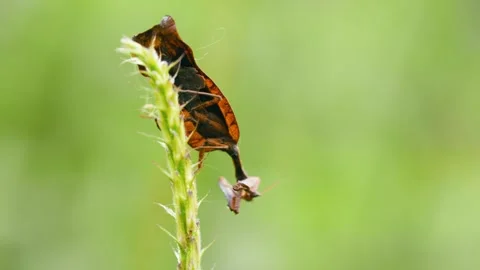 Dead leaf mantis eating another mantis on a plant stem Stock Footage 340170013