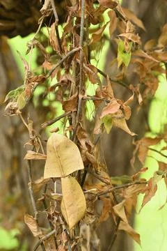 Dead leaf mantis insect showing its camouflage Stock Photos