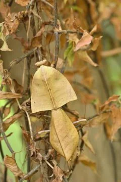 Dead leaf mantis insect showing its camouflage Stock Photos