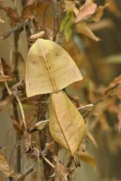 Dead leaf mantis insect showing its camouflage Stock Photos
