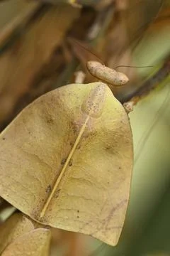 Dead leaf mantis insect showing its camouflage Stock Photos