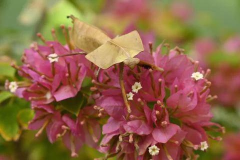 Dead leaf mantis insect showing its camouflage Stock Photos