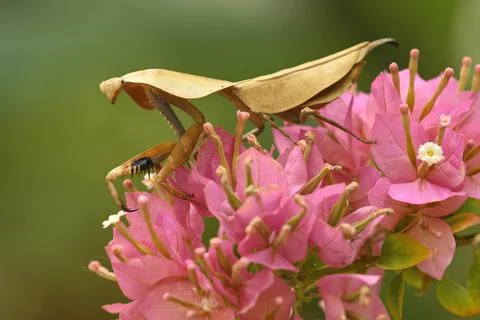 Dead leaf mantis insect showing its camouflage Stock Photos