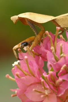 Dead leaf mantis insect showing its camouflage Stock Photos