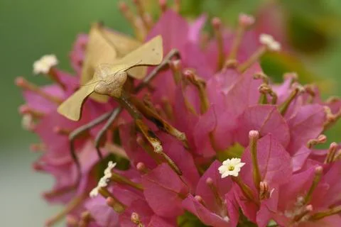Dead leaf mantis insect showing its camouflage Stock Photos