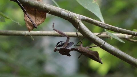 Dead Leaf Mantis, Malaysia 스톡 동영상 88549358