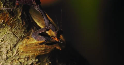 A dead leaf mantis on a tree trunk devouring prey. close-up shot Stock Footage 238913483