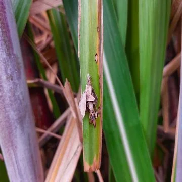 Dead leaf mimic insect sits on bright green leaf Stock Photos