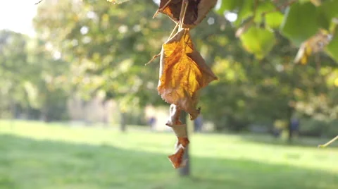 Dead  leaf  moving in the grass in  autumn wind at the park Stock-Footage 55667834