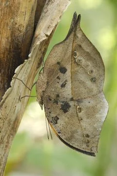 Dead-leaf or orange oakleaf butterfly, Kallima inachus Stock Photos