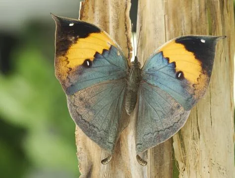 Dead-leaf or orange oakleaf butterfly, Kallima inachus Stock Photos