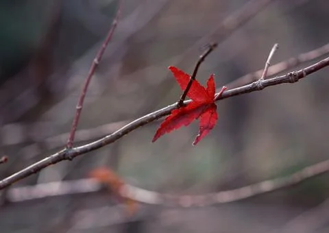 Dead Leaf Stock Photos