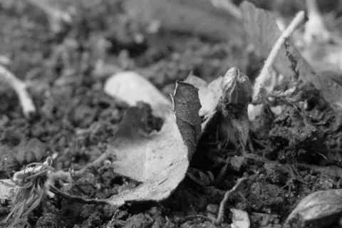 Dead leaf Stock Photos