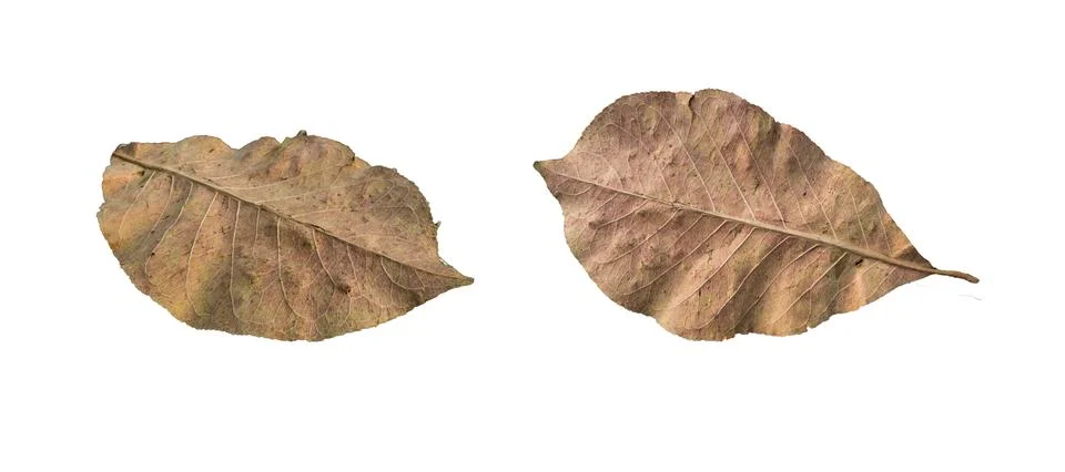 Dead leaf Stock Photos
