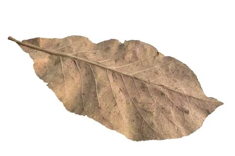 Dead leaf Stock Photos