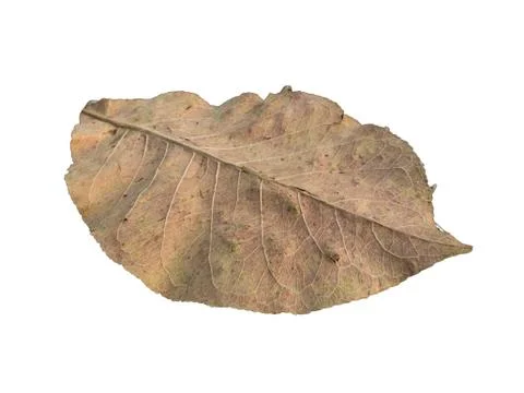 Dead leaf Stock Photos