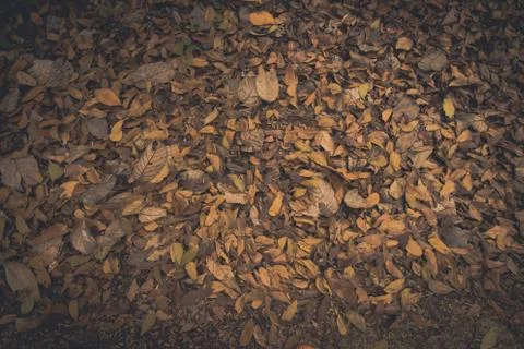 Dead leaf Stock Photos