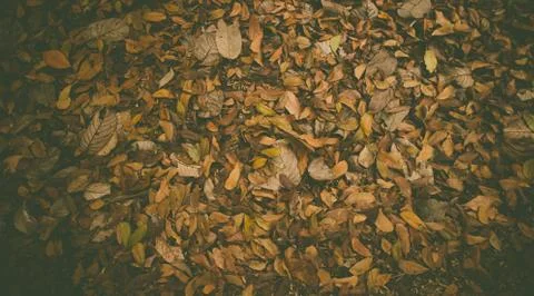 Dead leaf Stock Photos