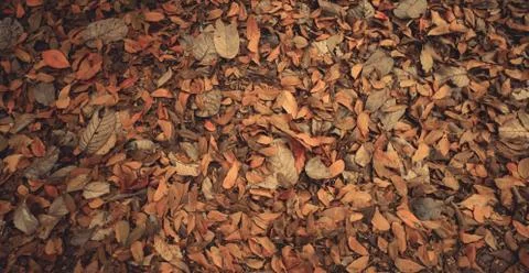 Dead leaf Stock Photos
