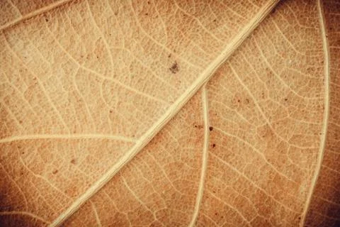 Dead leaf Stock Photos