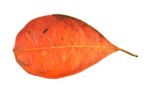 Dead leaf Stock Photos