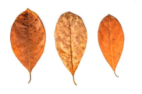 Dead leaf Stock Photos