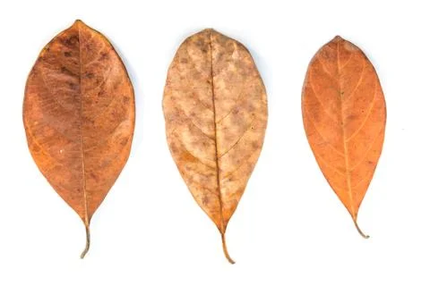 Dead leaf Stock Photos