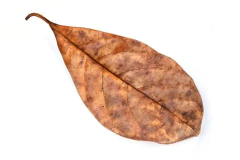Dead leaf Stock Photos