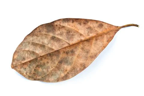 Dead leaf Stock Photos