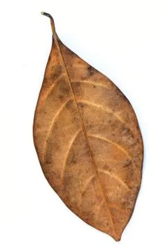 Dead leaf Stock Photos