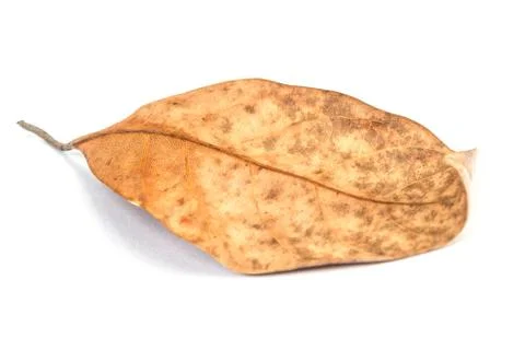 Dead leaf Stock Photos