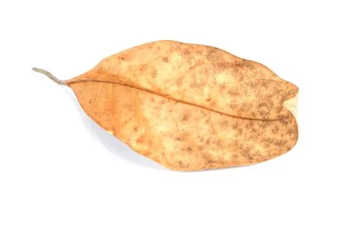 Dead leaf Stock Photos