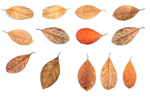 Dead leaf Stock Photos