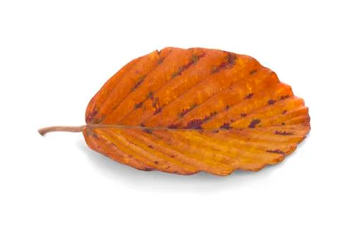 Dead leaf Stock Photos